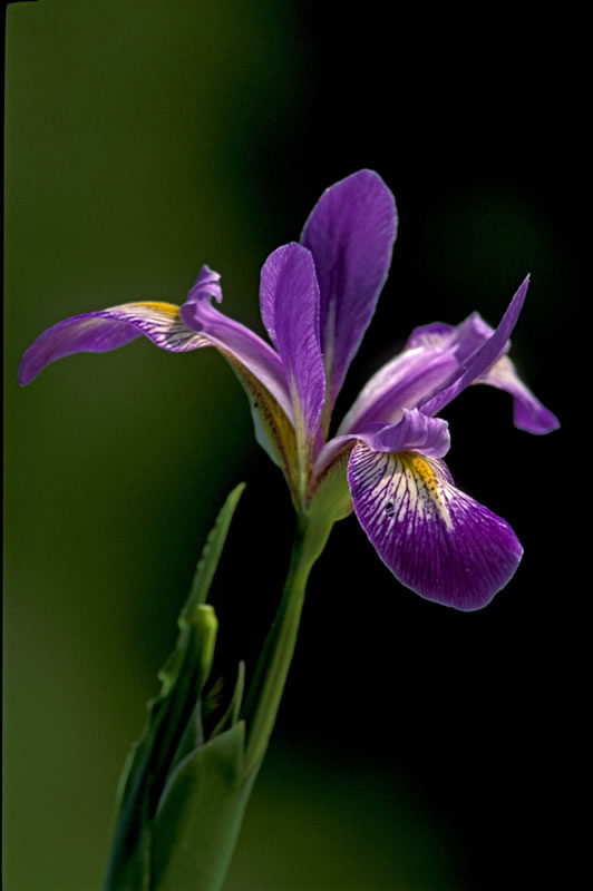 Iris 