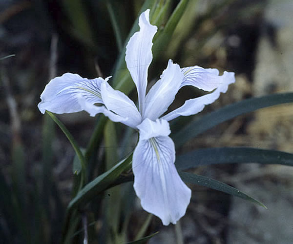 Iris douglasiana.