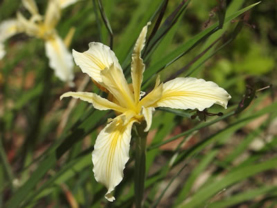 Iris hartwegii.