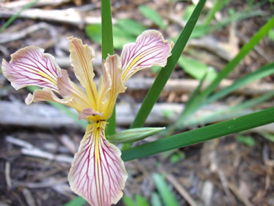 Iris hartwegii spp. hartwegii.