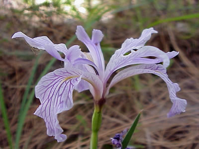 Iris hartwegii spp. australis.
