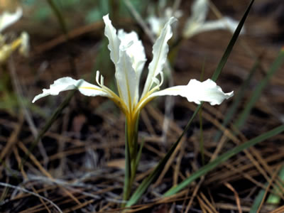 Iris hartwegii spp. pinetorum.