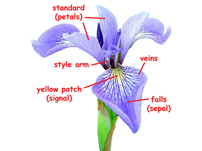 The Iris Flower