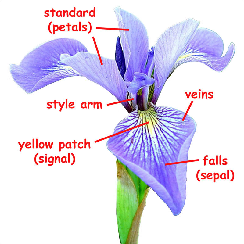 Iris Diagram