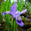 Iris lacustris.
