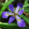 Iris virginica.