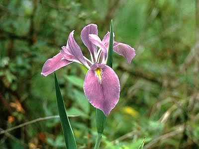 Iris hexagona var. hexagona.