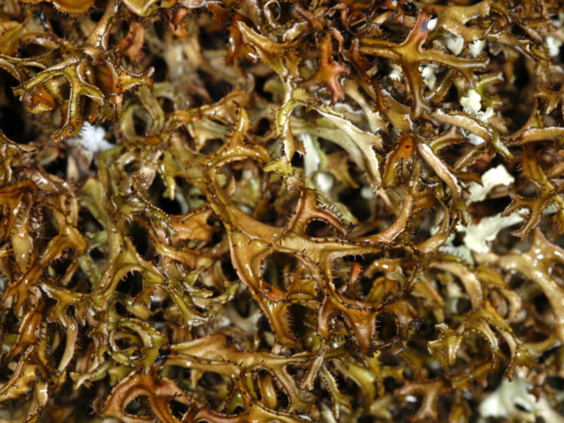 Cetraria laevigata