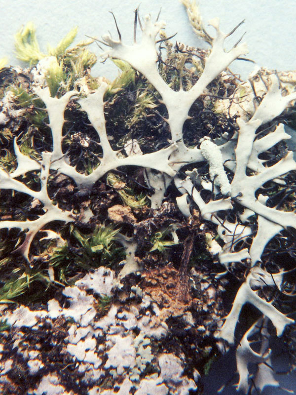 Heterodermia leucomelos