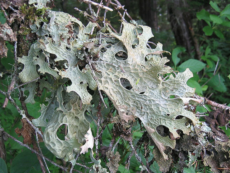 Lobaria pulmonaria