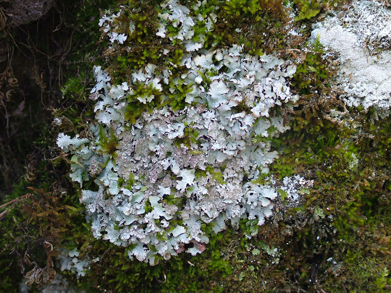 Parmelia saxatilis