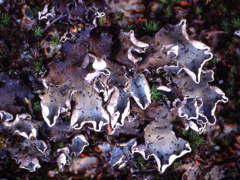 Peltigera apthosa