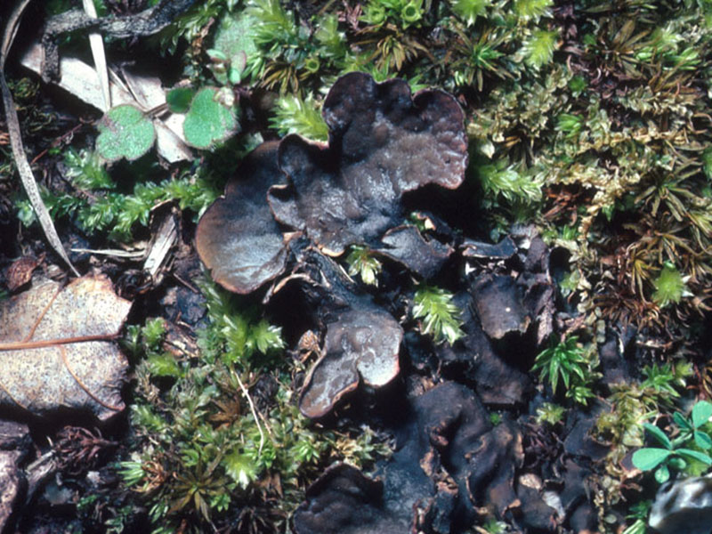 Peltigera canina