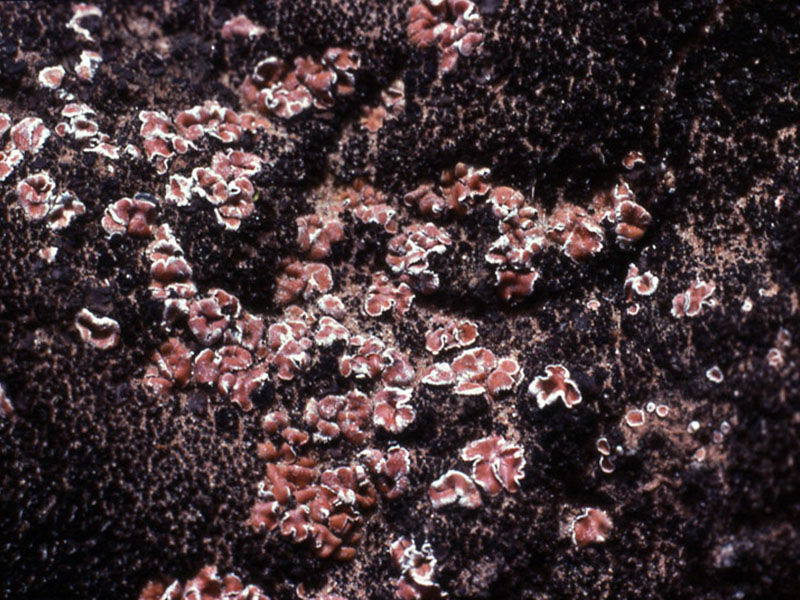 Psora decipiens