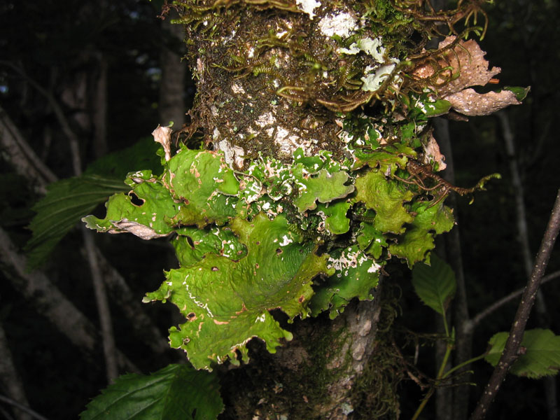 Sticta spp.