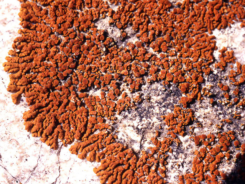 Xanthoria elegans