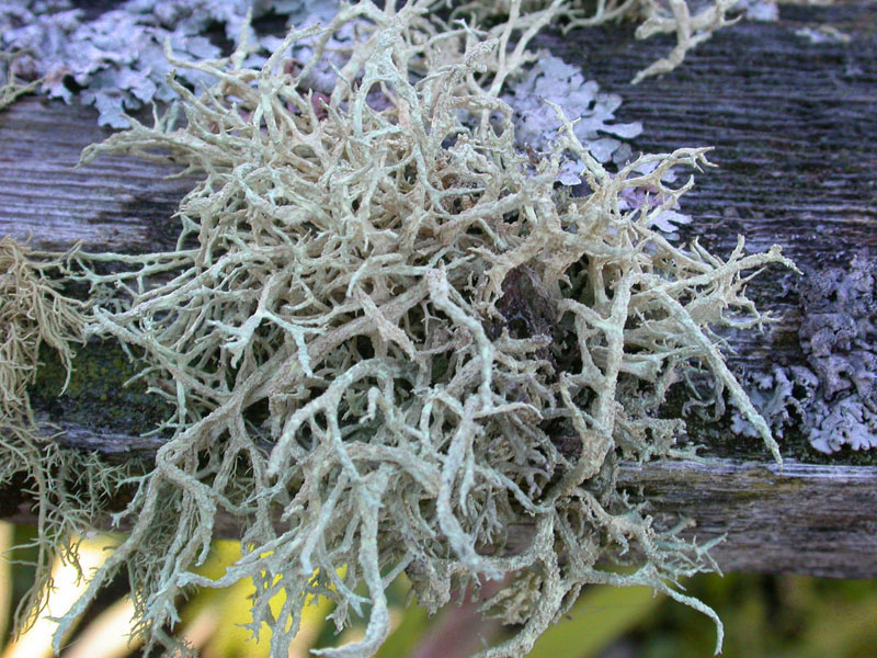Fruticose Lichens
