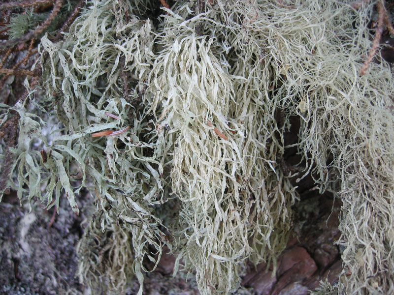 Fruticose Lichens