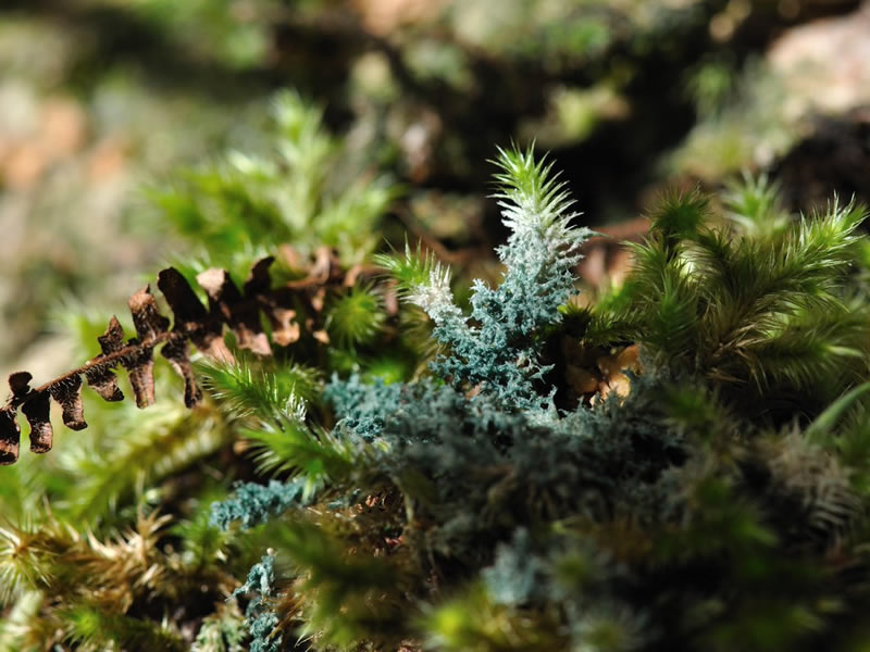 Dictyonema sericeum (growing on moss). Photo Joel Mercado.