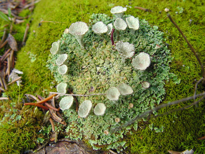 Cladonia fimbriata, trumpet lichen. Photo by Charles Peirce, Michigan Wildflowers.