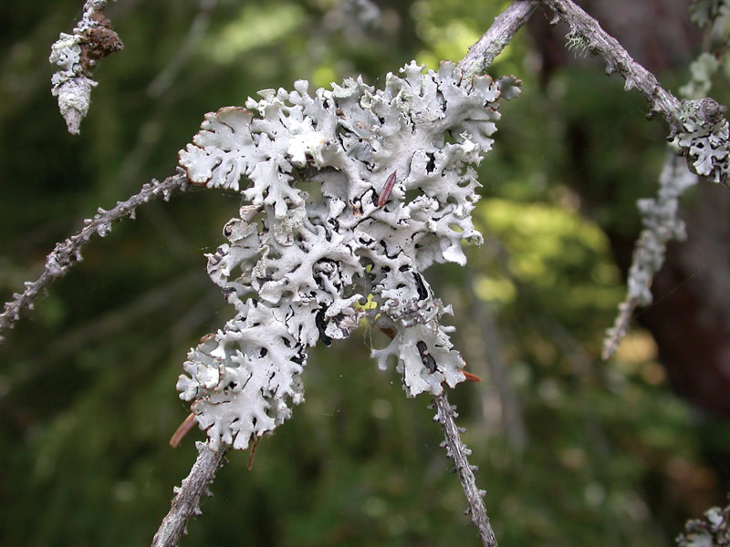 Hypogymnia physodes. Photo by Ralph Pope.