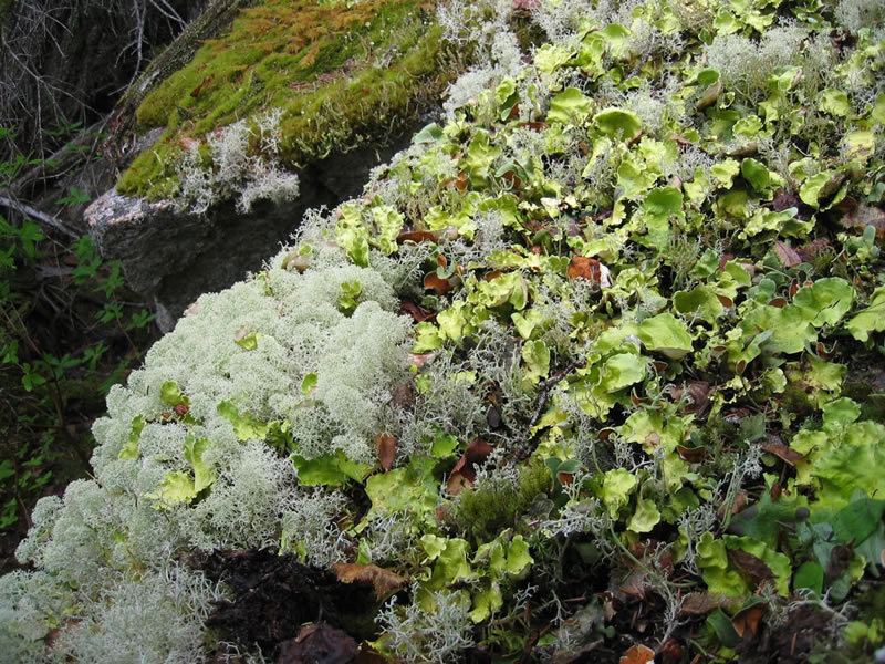 Arctic kidney lichen (green) along with Reindeer lichen (white) on rocks in Alaska. Photo by Karen Dillman, U.S. Forest Service.