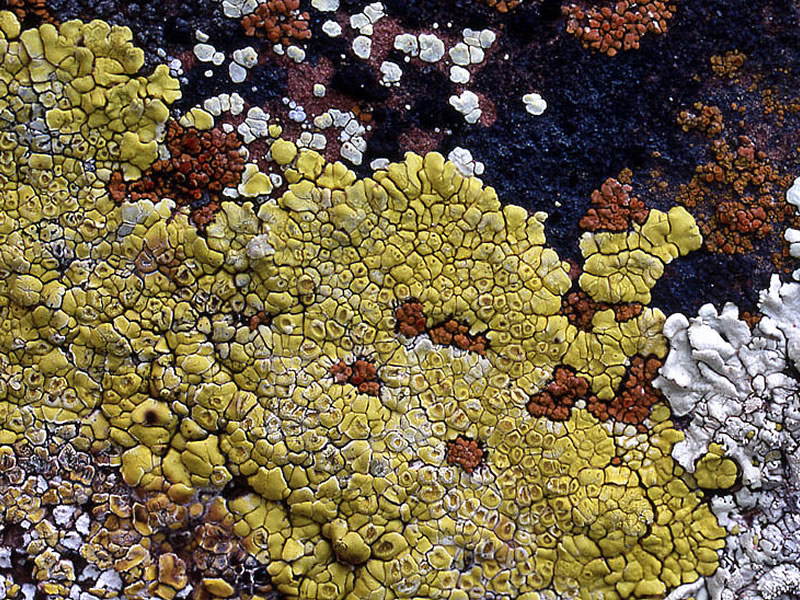 Pleopsidium flavum. Photo by Larry St. Clair.