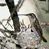 Adult hummingbird with its young on a nest made of lichen