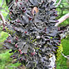 Peltigera collina