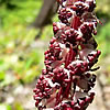 Allotropa virgata flower.