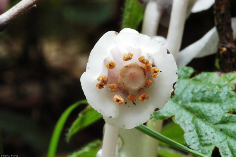 Monotropa uniflora