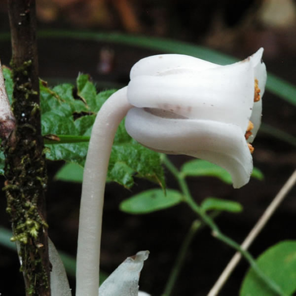 Monotropa uniflora flower.