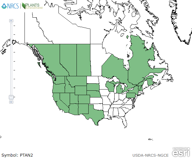 Map of North America showing green shaded areas where the species may be found.