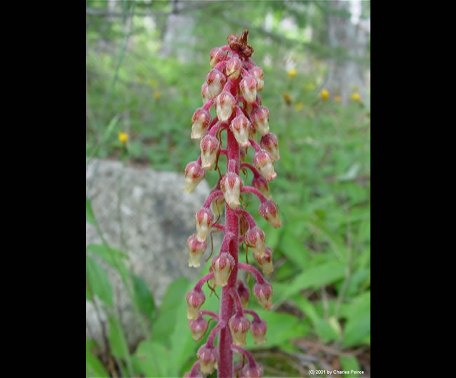 Pterospora andromedea.