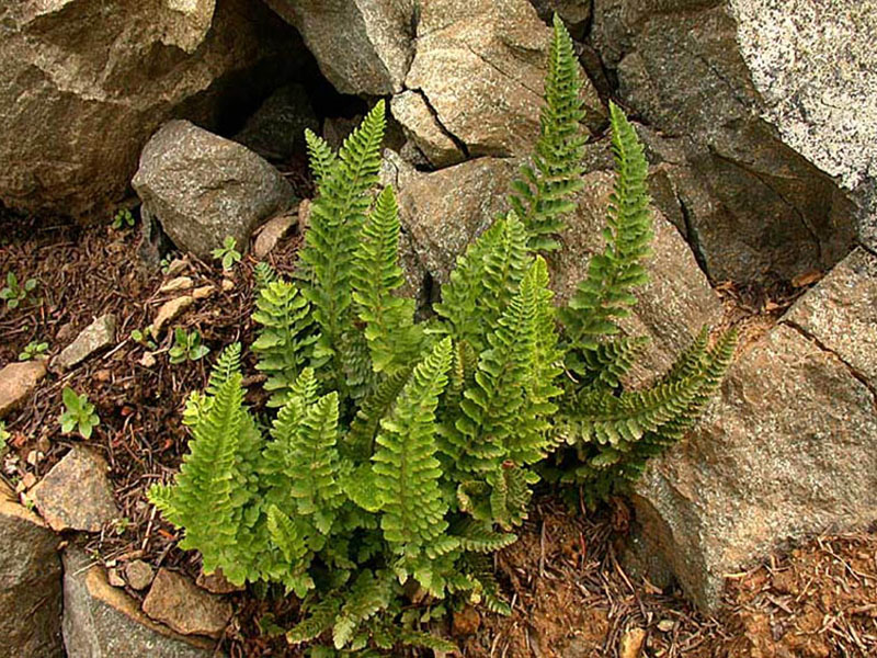 Polysticum lemmonii