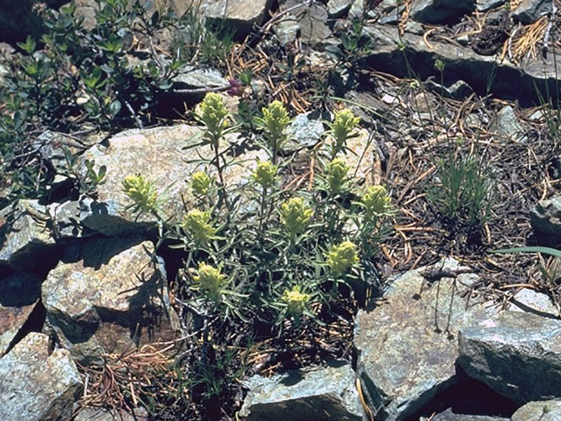 Castilleja arachnoidea