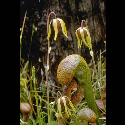 Darlingtonia californica