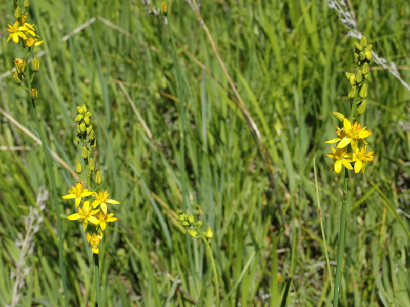 Narthecium californicum