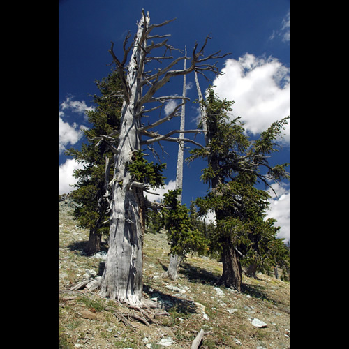 Foxtail Pine