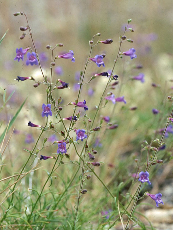Penstemon filiformis