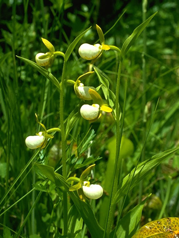 Cypripedium californicum