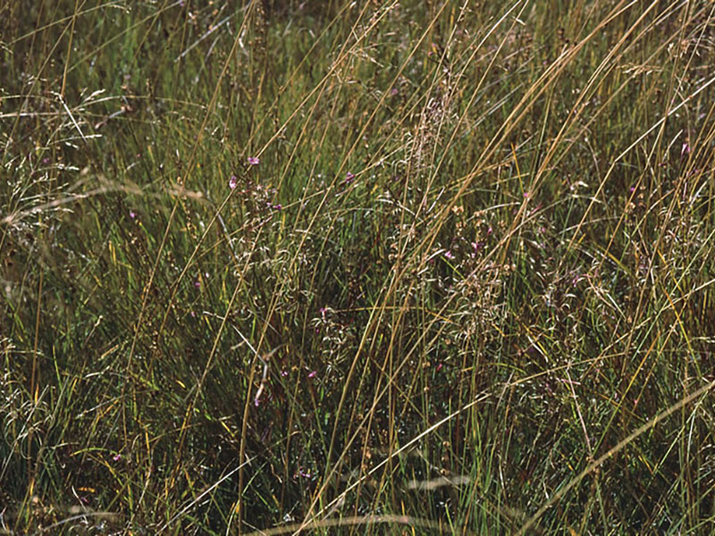 Epilobium oreganum