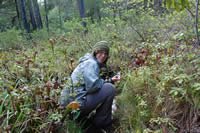 Dr. Dawn Cardace collecting water samples in a Darlingtonia wetland.