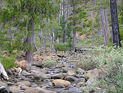 Del Norte willow and Port-Orford cedar along Josephine Creek.