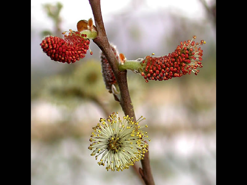Salix delnortensis catkins