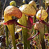 Raillardella habitat