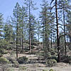 Jeffrey pine savannah.