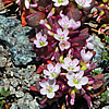 Silene serpentinicola
