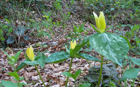 Trillium luteum