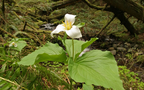 Trillium ovatum